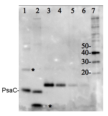 western blot detection with PsaC protein standard